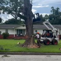 Een boom omzagen is precisiewerk