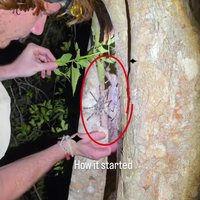 Spinnetje doet bijtje 