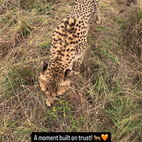 Grote kat komt even chillen 