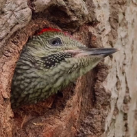 Liev meisje <3 vogels 